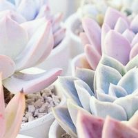 エケベリア大好きっ🌸