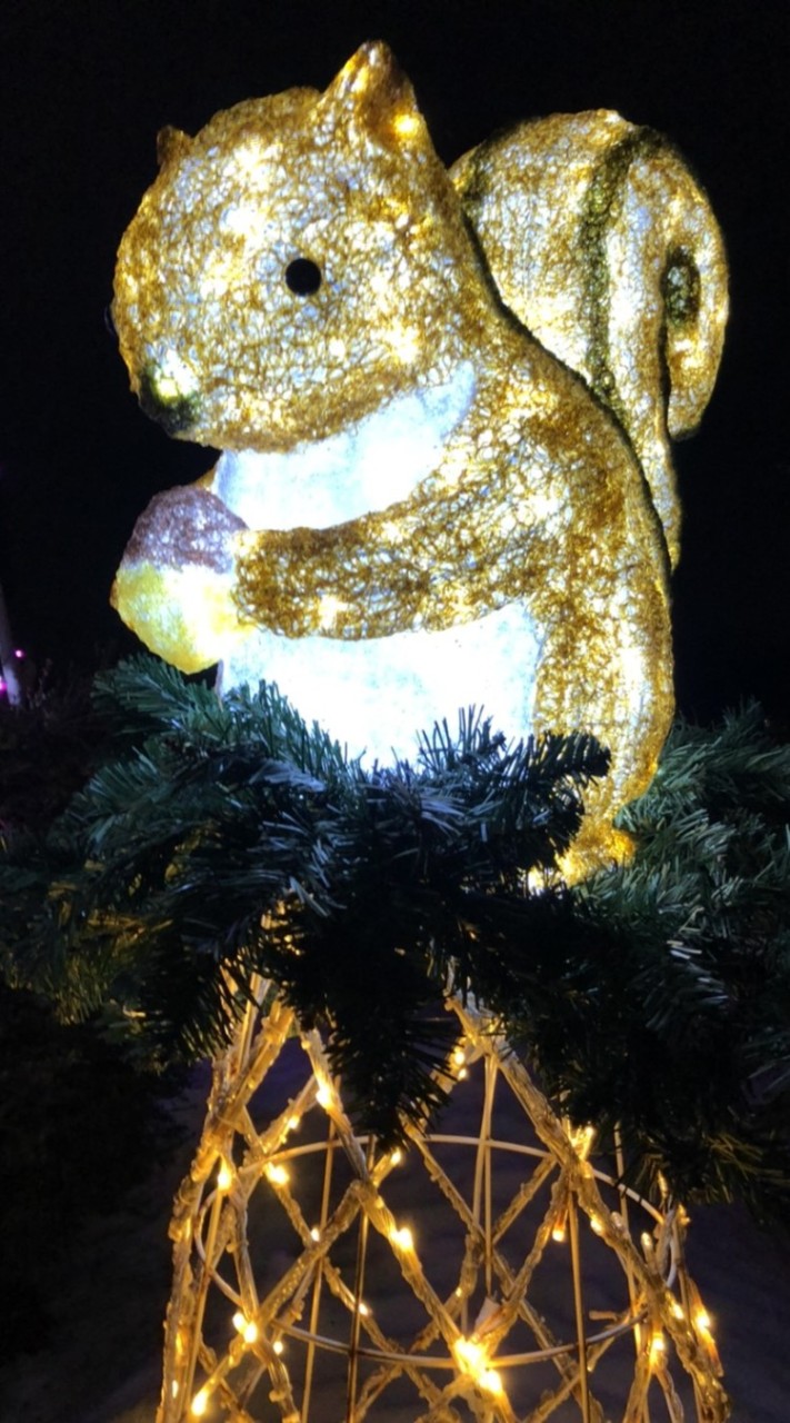 新潟夜行性クラブ🌟