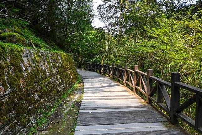 好走的神木群步道