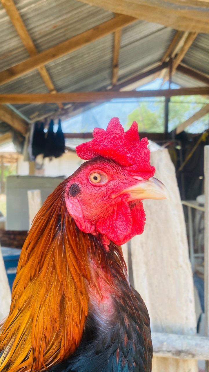 🐓ซุ้มไก่ชน โพนี่ฟร์าม กลุ่ม 3
