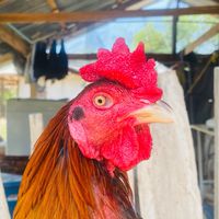 🐓ซุ้มไก่ชน โพนี่ฟร์าม กลุ่ม 3