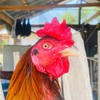 🐓ซุ้มไก่ชน โพนี่ฟร์าม กลุ่ม 3