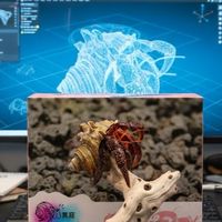 JJ異寵·寄居蟹Crustaceans Studio