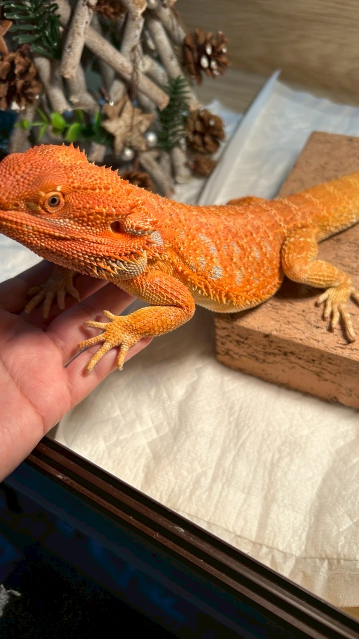 フトアゴヒゲトカゲの飼育相談室🦎