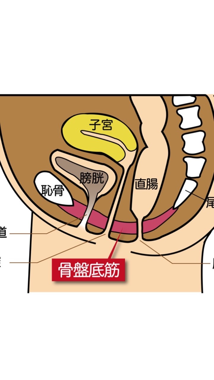 骨盤底筋オープンチャット