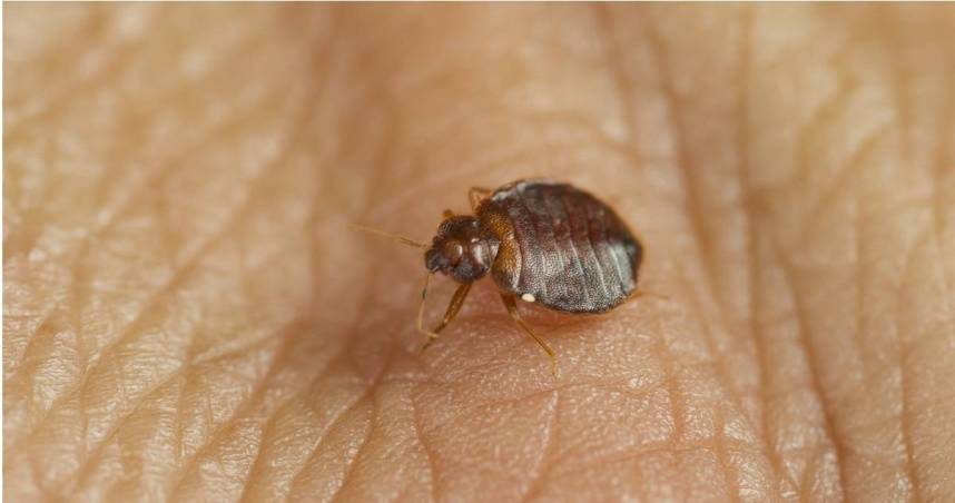 Shocked to find bedbugs in Wanhua Hotel? Professor warns that “Taiwan is afraid of a pandemic”. Here are ways to relieve itching and kill insects | CTWANT | LINE TODAY