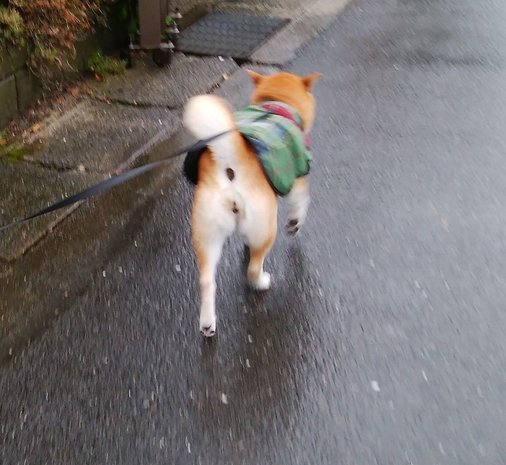 犬の吠えるにも事情がある まずは理由を知って