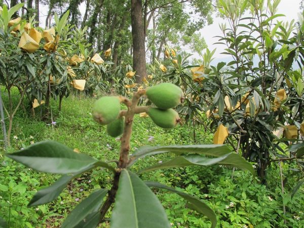 [台中]採果體驗-心禾園(枇杷、梨子、芒果)