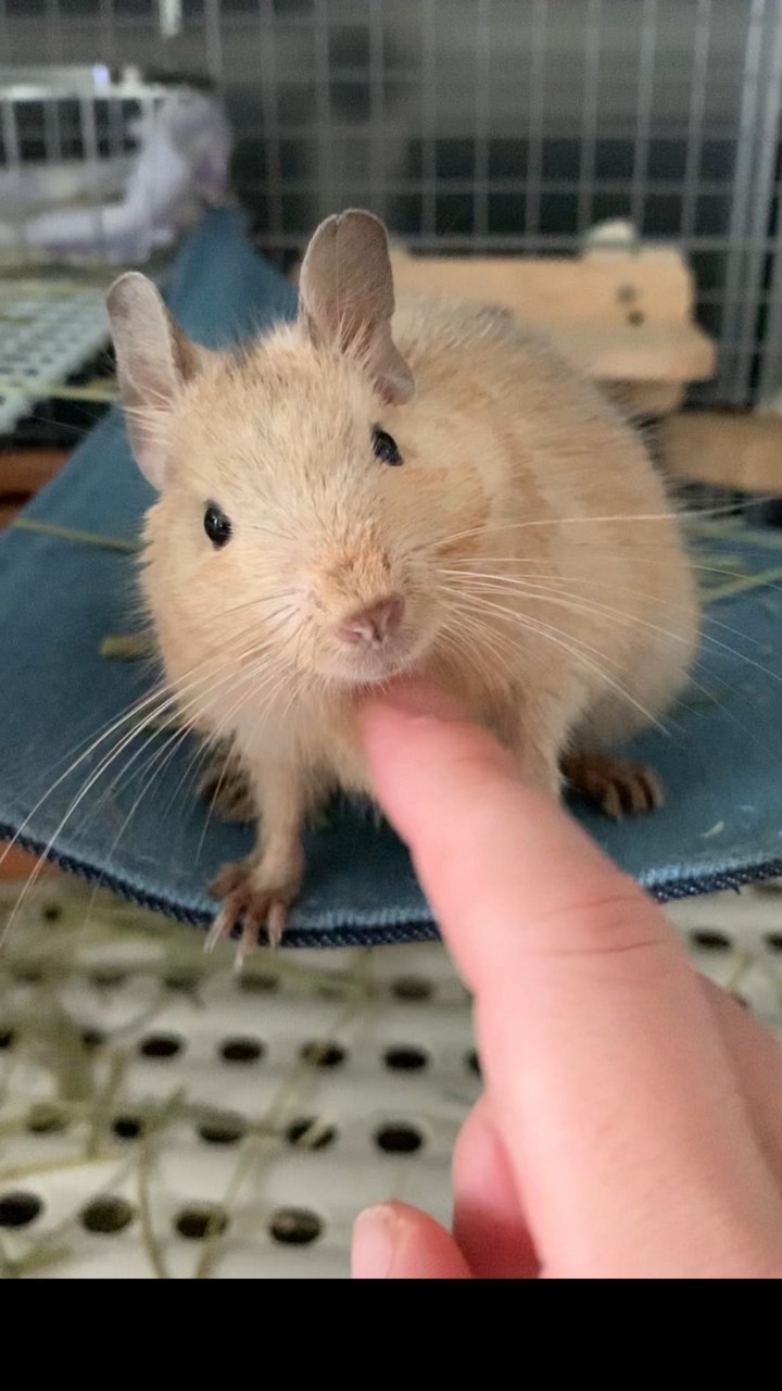 デグー飼いさんと繋がりたい(ROM専不可)のオープンチャット