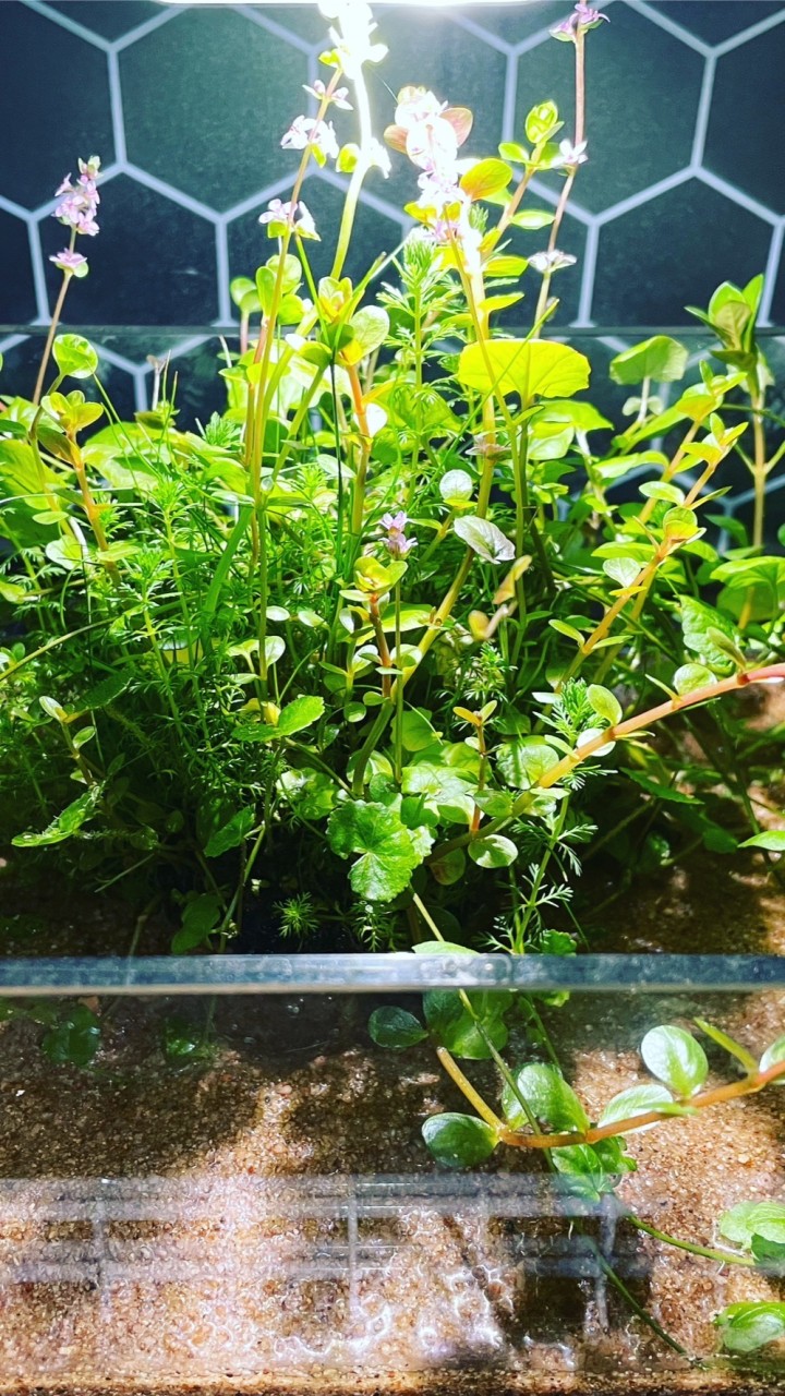 アクアリウム部屋🐠(初心者〜ハマってる方☘️)