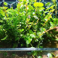 アクアリウム部屋🐠(初心者〜ハマってる方☘️)