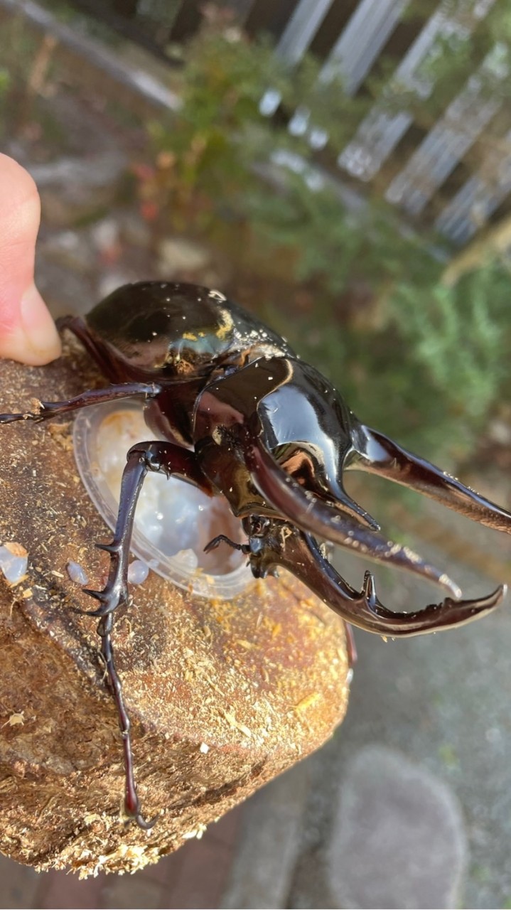 カブトムシ、クワガタ好き集まれ！