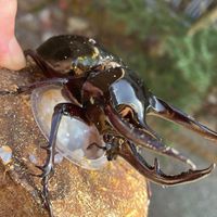 カブトムシ、クワガタ好き集まれ！