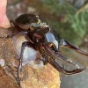 カブトムシ、クワガタ好き集まれ！