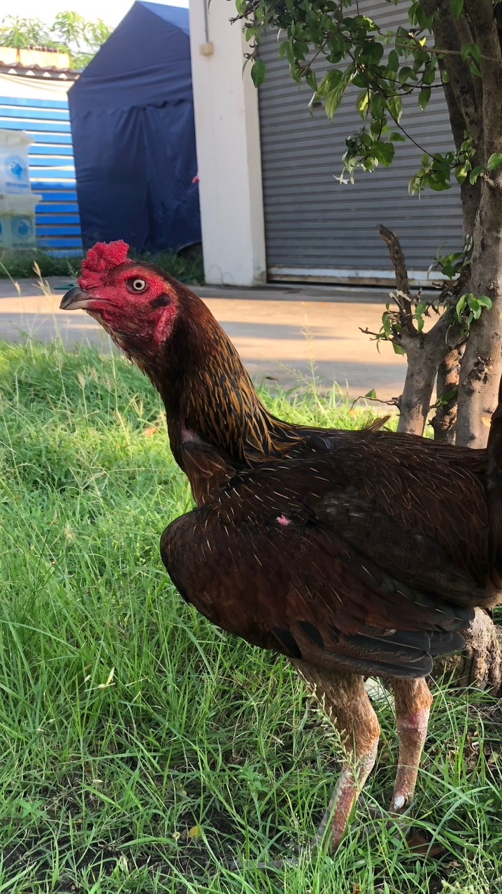 ไก่เยียร์นครนายก