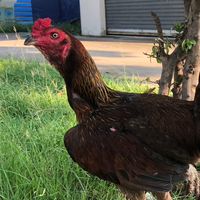 ไก่เยียร์นครนายก