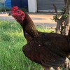 ไก่เยียร์นครนายก