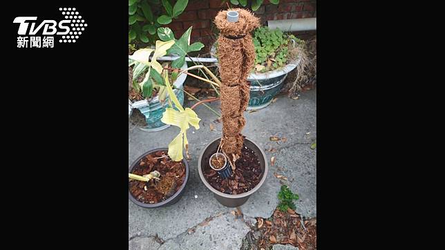 龜背芋3盆10萬小偷google街景圖找目標 Tvbs Line Today