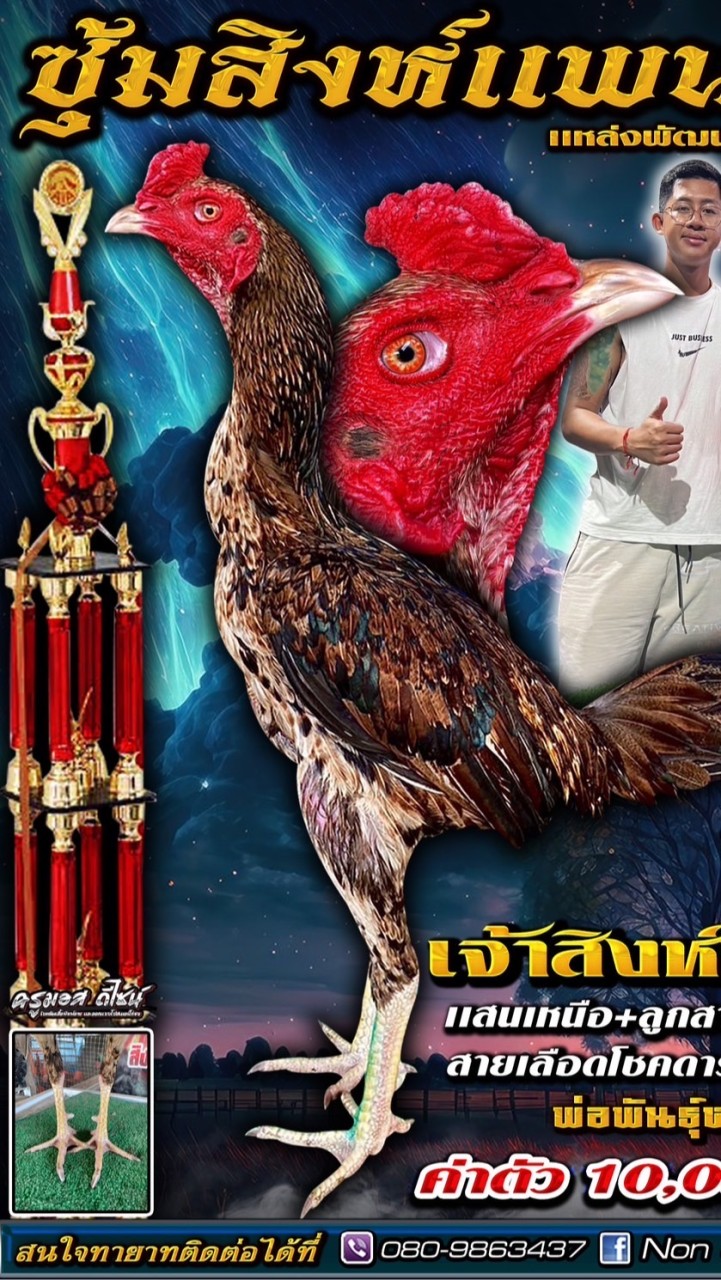 ซุ้มไก่ชน สิงห์เเพนด้า