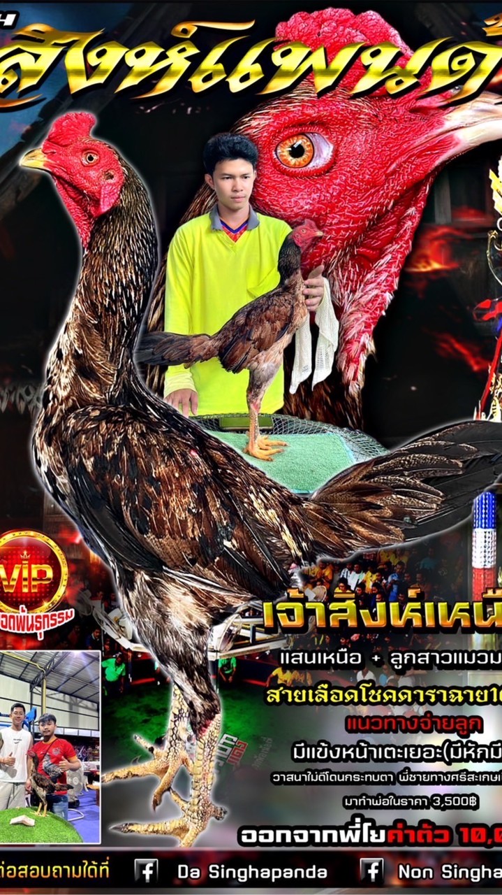 ซุ้มไก่ชน สิงห์เเพนด้า
