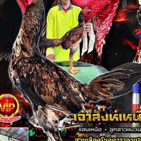 ซุ้มไก่ชน สิงห์เเพนด้า
