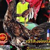 ซุ้มไก่ชน สิงห์เเพนด้า