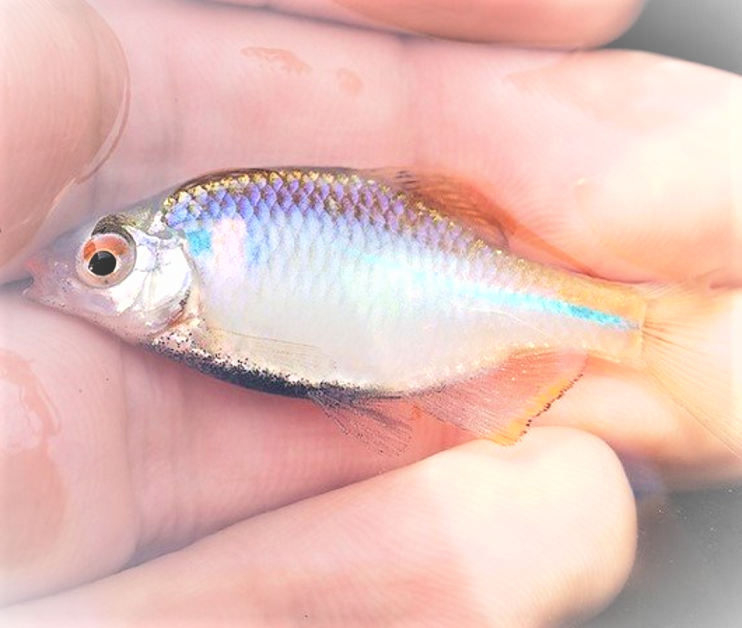 タナゴを釣りたい！特徴や釣り方をマスターしよう【初心者】（FISHING 