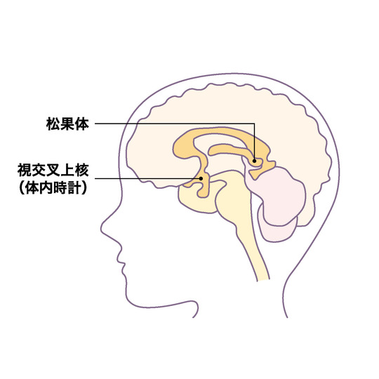 今夜から快眠 過大評価 睡眠ホルモン メラトニンの実態 Tarzan