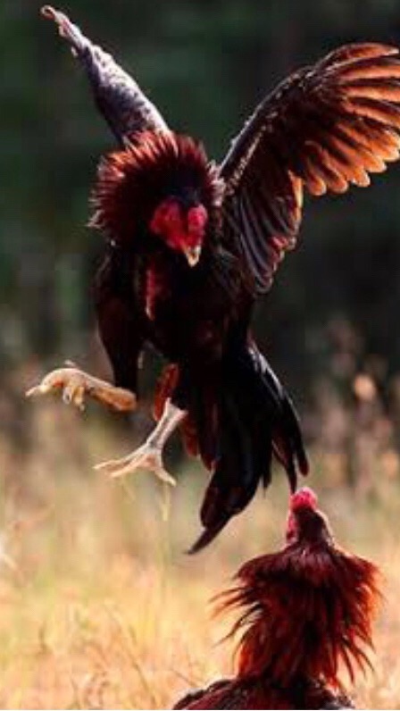 ซื้อ-ขายไก่ชน ไก่เก่ง ไก่สวยงาม ทั่วทั้งประเทศไทย