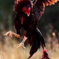 ซื้อ-ขายไก่ชน ไก่เก่ง ไก่สวยงาม ทั่วทั้งประเทศไทย
