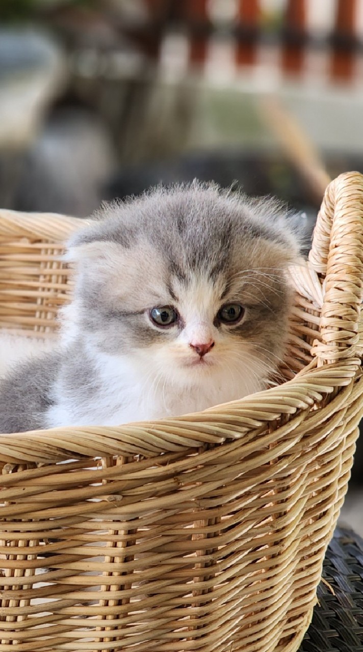 Yumilin Cute Cat - บ้านแมวน่ารัก