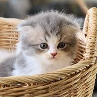 Yumilin Cute Cat - บ้านแมวน่ารัก