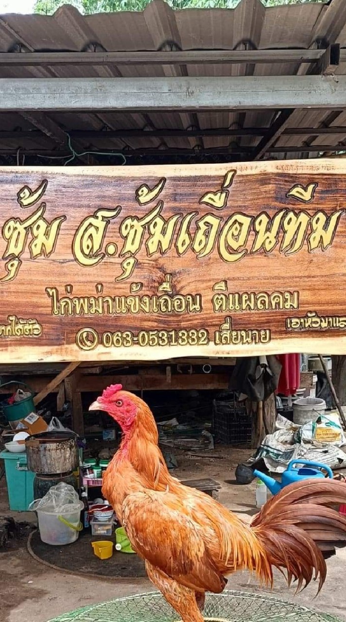 ส.ซุ้มเถื่อน พม่าตอคมตีเชิง