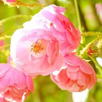 精神疾患者や障害者  みんなの居場所