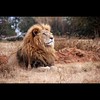 富人獅王-股票買房不是夢