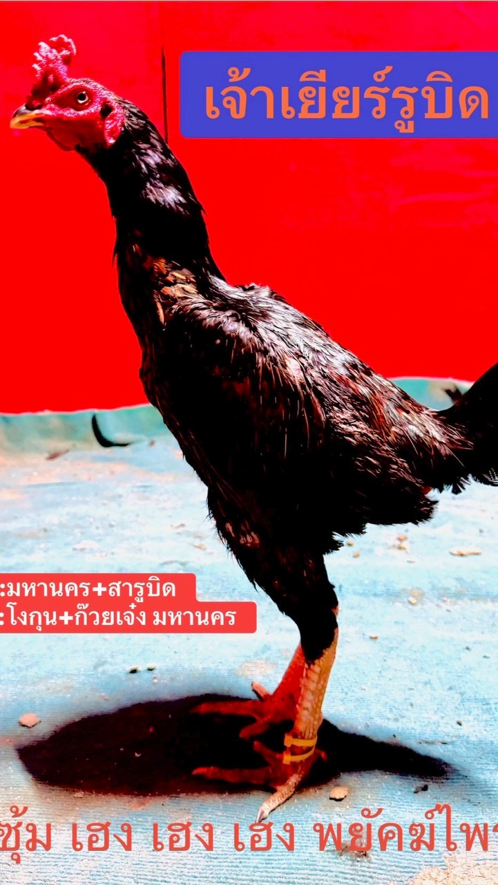 ซุ้ม เฮงเฮงเฮงพยัคฆ์ไพร