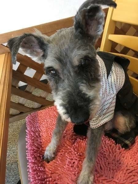 愛犬が手や顔をペロペロ 何を伝えようとしているの