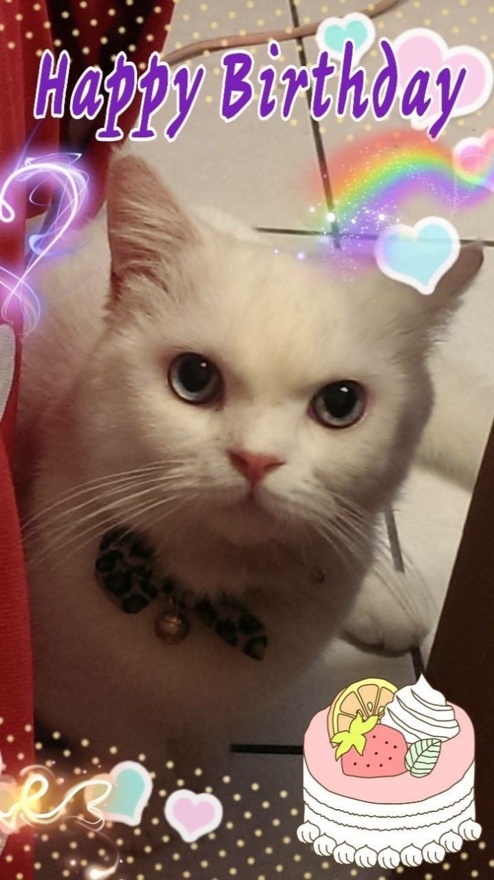 🟢Cat Queen 貓女王嚴選 入門社群