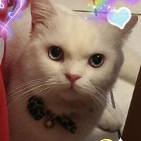 🟢Cat Queen 貓女王嚴選 入門社群