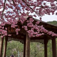 賞櫻趣