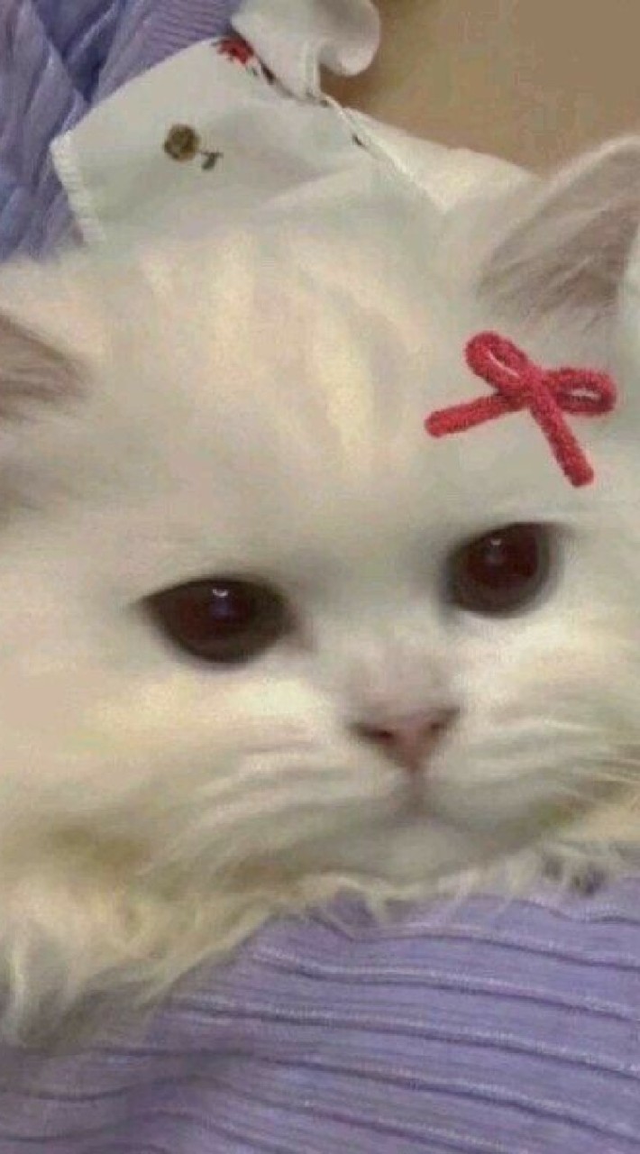 กลุมคนรักแมว 🐱🐱🐱