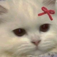 กลุมคนรักแมว 🐱🐱🐱