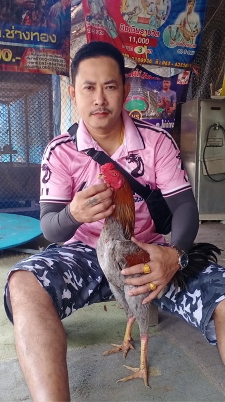 ตรีไก่ชน สายเลือดมังกร