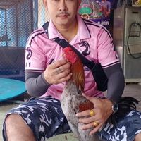 ตรีไก่ชน สายเลือดมังกร