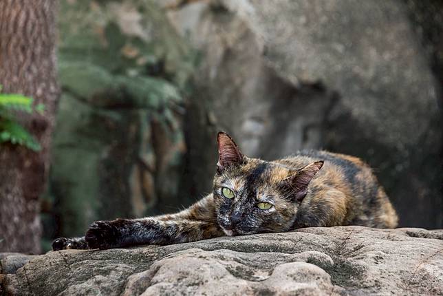 Hampir Semua Kucing Belang Tiga Berjenis Kelamin Betina, Bagaimana 