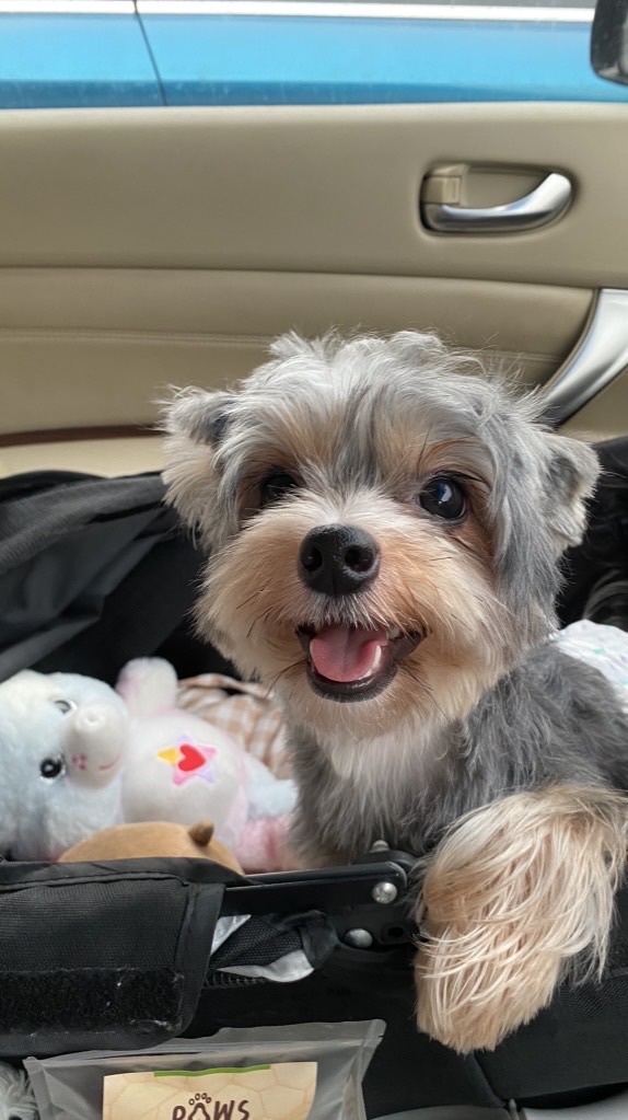 panpan tokyo🇯🇵🐶