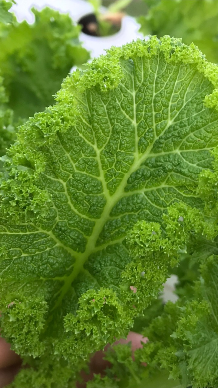 ผักเคล ต้นกล้าใบงาเกาหลี/ชิโสะ Kale à la Korat