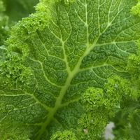 ผักเคล ต้นกล้าใบงาเกาหลี/ชิโสะ Kale à la Korat