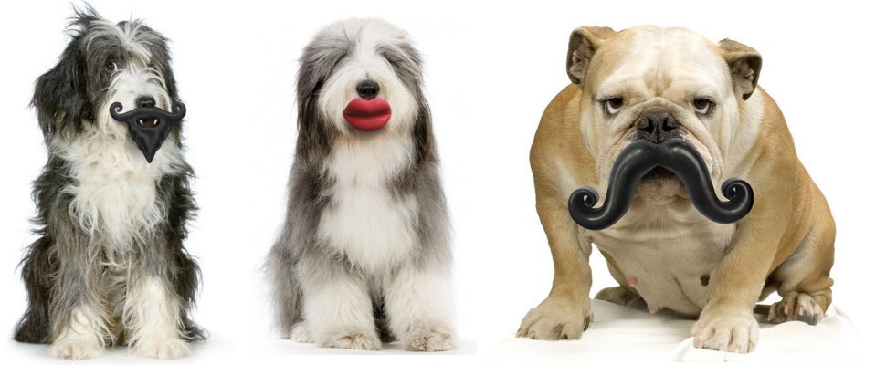 毛小孩x爆笑玩具，逗趣指數破表啊！