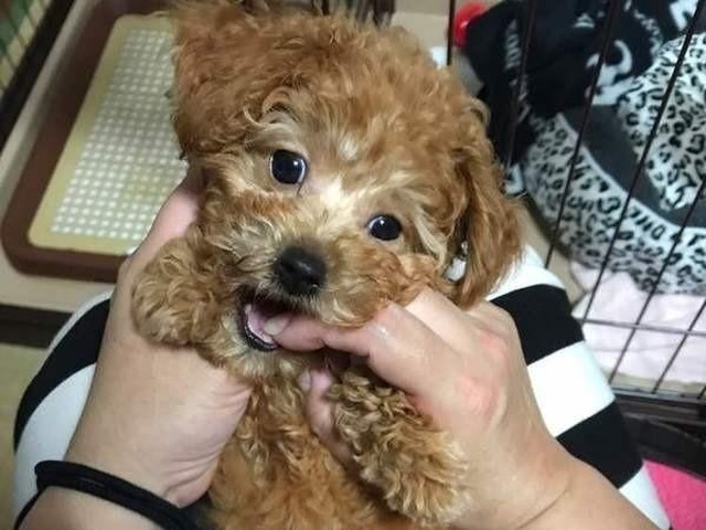 犬が甘噛みする理由と 間違ったしつけ 成功するしつけ いぬのきもちnews